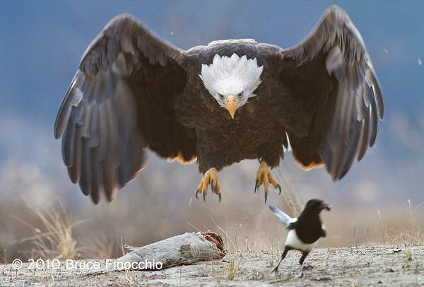 Bald_Eagle_Swoops_In_To_Claim_Salmon_And_Chase_Away_Magpie_BA105988D7.jpg